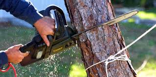 Best Tree Removal  in Yuc Valley, CA