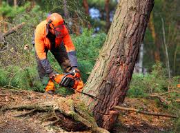 Best Seasonal Cleanup (Spring/Fall)  in Yuc Valley, CA