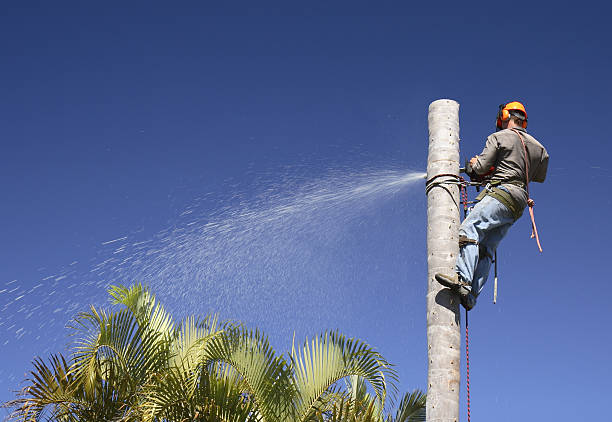 Lawn Drainage Solutions in Yucca Valley, CA