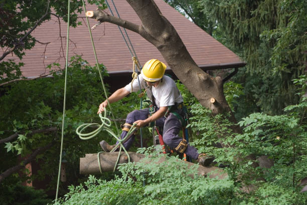 Best Tree Maintenance Programs  in Yuc Valley, CA