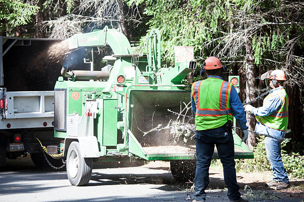 Best Tree Mulching  in Yuc Valley, CA