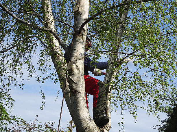 Best Palm Tree Trimming  in Yuc Valley, CA