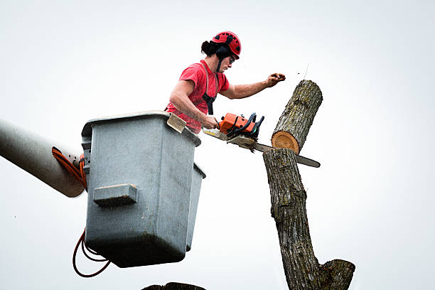 Best Hazardous Tree Removal  in Yuc Valley, CA