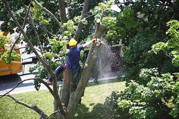 Best Fruit Tree Pruning  in Yuc Valley, CA