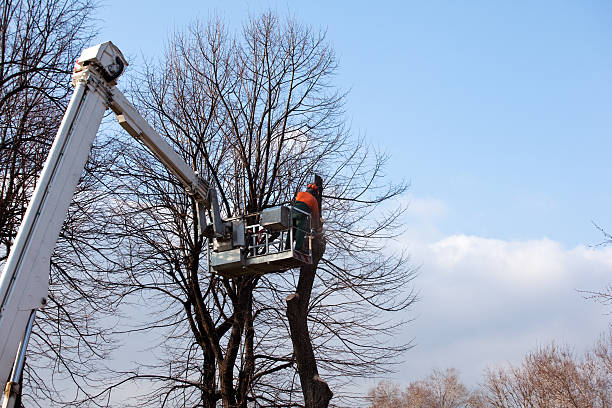 How Our Tree Care Process Works  in  Yucca Valley, CA